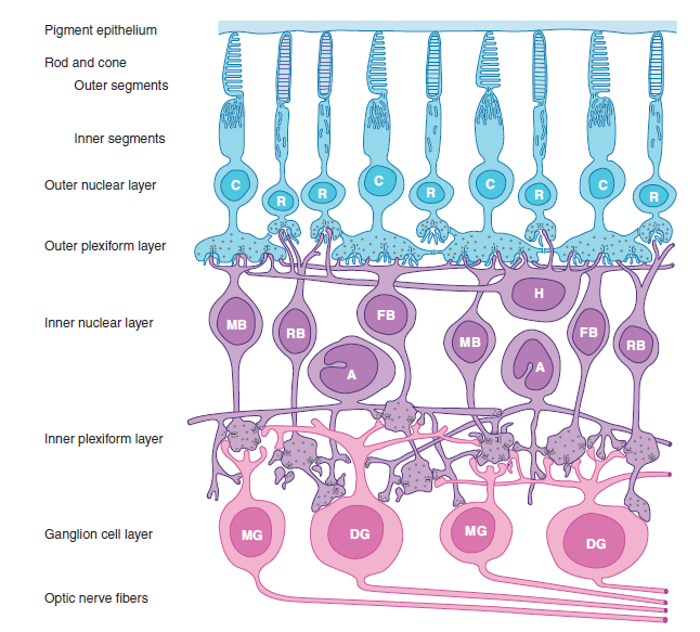 Pengertian dan Fungsi Rhodopsin - Ilmu Pengetahuan