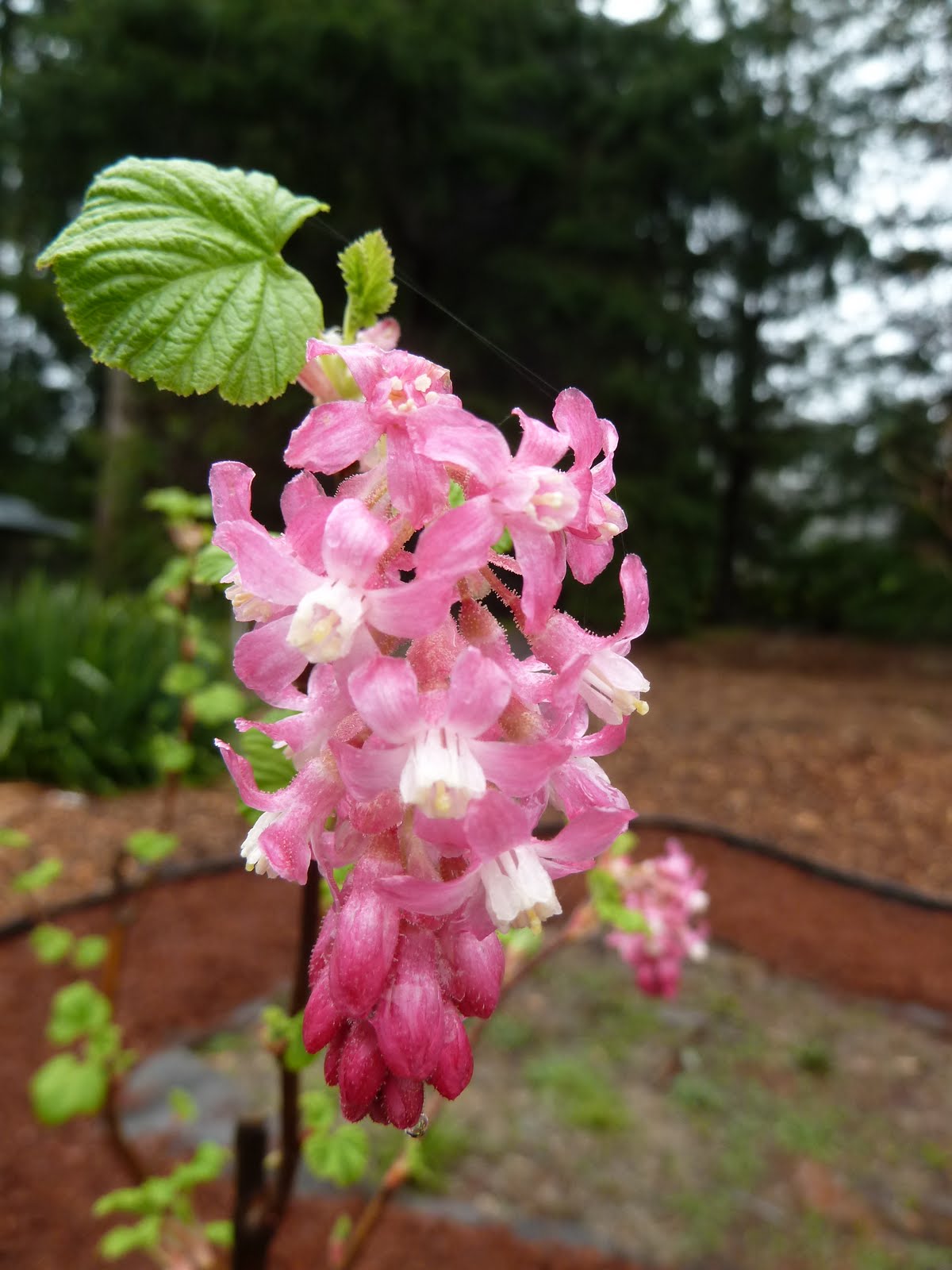The Nature Of Portland Red Flowering Currant An Early Blooming