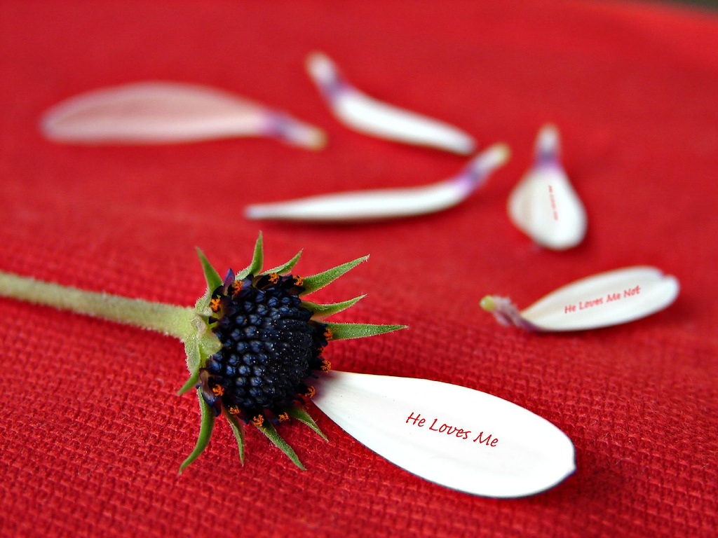 http://1.bp.blogspot.com/-jpLvsodMwMc/ThAFZNFd1UI/AAAAAAAAAxY/b9A6Q0DXaOU/s1600/He+Loves+Me+He+Loves+Me+Not-124263.jpeg