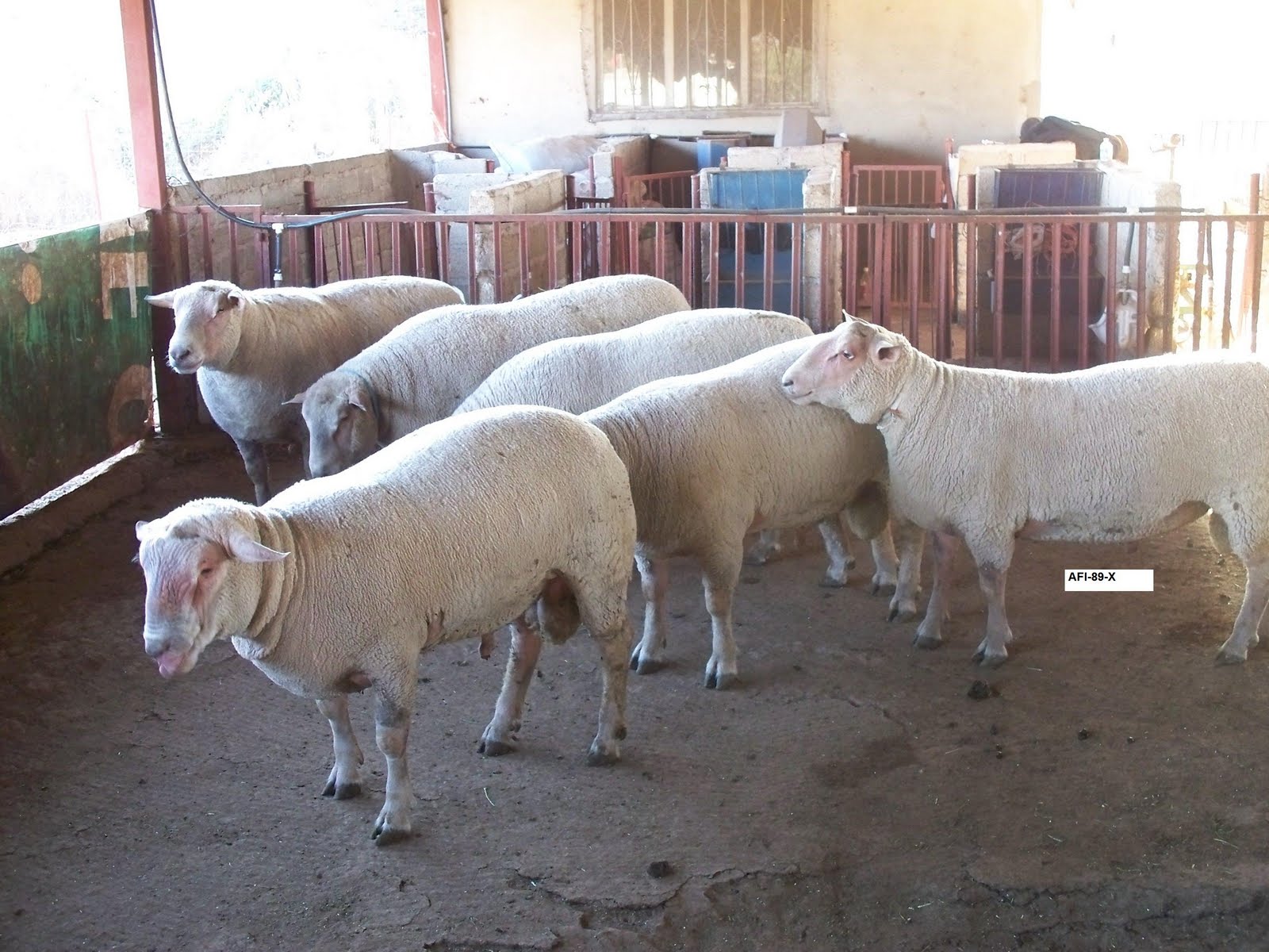 BORREGOS DORPER, CHROLAIS GRANJA OVICAR VENDIDOS BAJA CALIF.