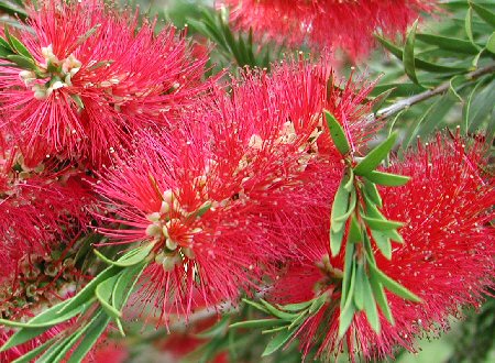 Bayindir Botanik Firca Calisi Afgan Sogudu Callistemon Citrinus