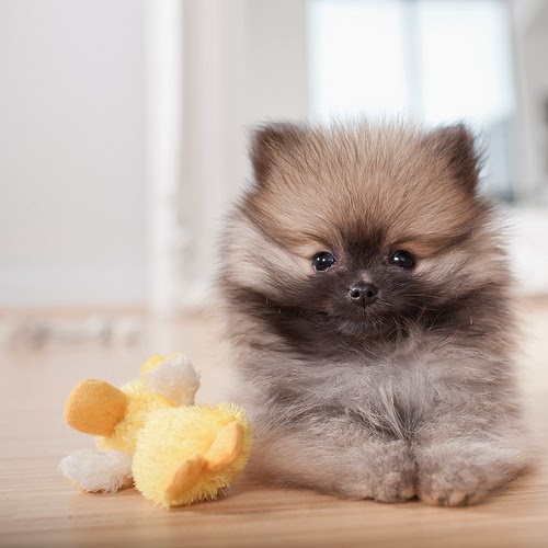 interesting facts about pomeranians 10 interesting facts about pomeranian many interesting facts about pomeranians 10 interesting facts about pomeranian many