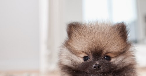 interesting facts about pomeranians 10 interesting facts about pomeranian many interesting facts about pomeranians 10 interesting facts about pomeranian many