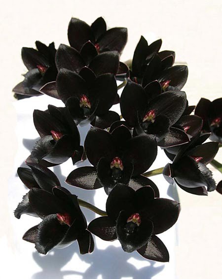 A Orquidea Negra [1958]