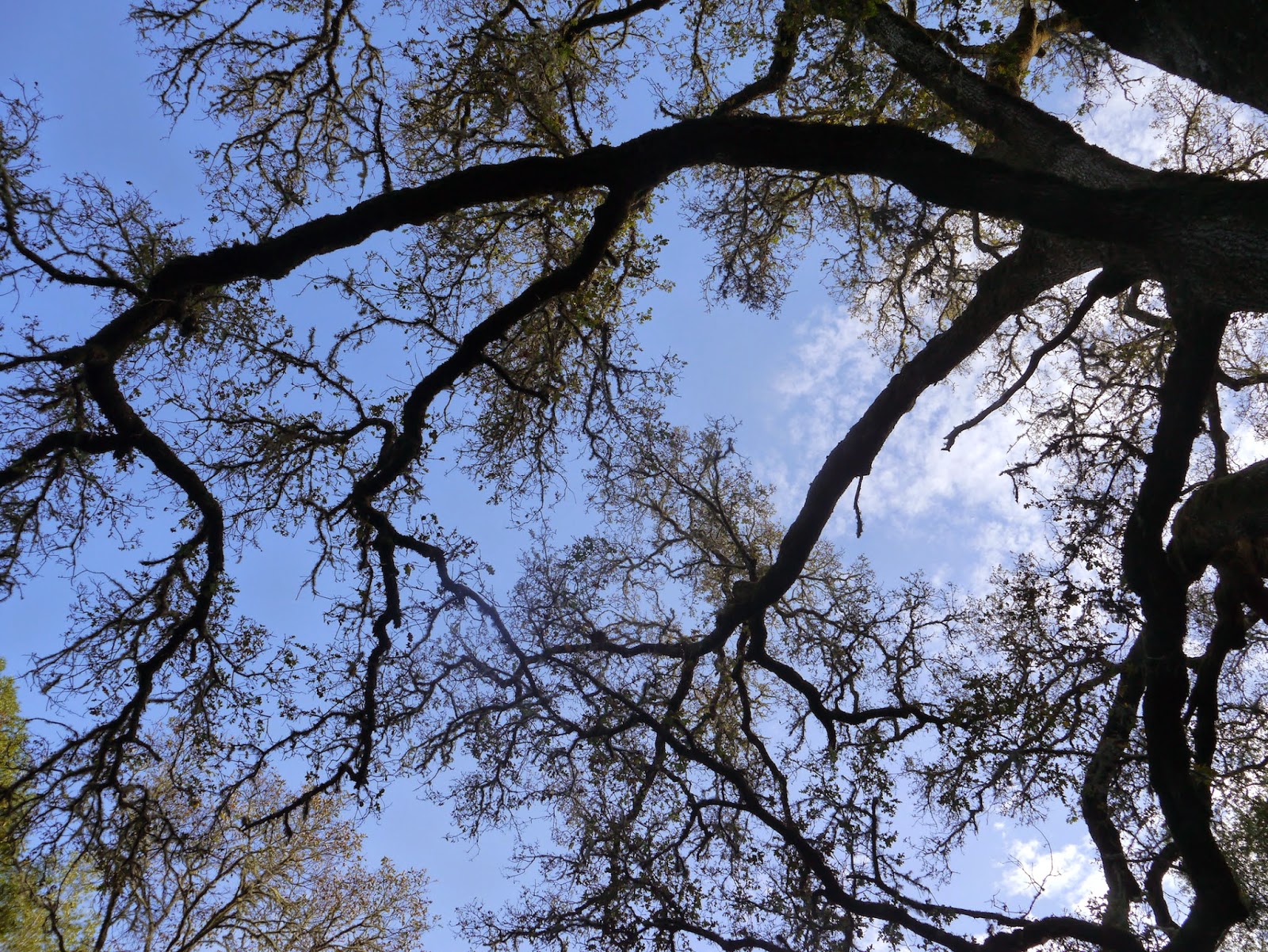 The Symbolism of a Tree in the Black Walnut Tree, a Poem by Mary Oliver
