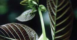 PLANTAS MEDICINALES: PLANTAS MEDICINALES - UÑA DE GATO, DESCRIPCION Y