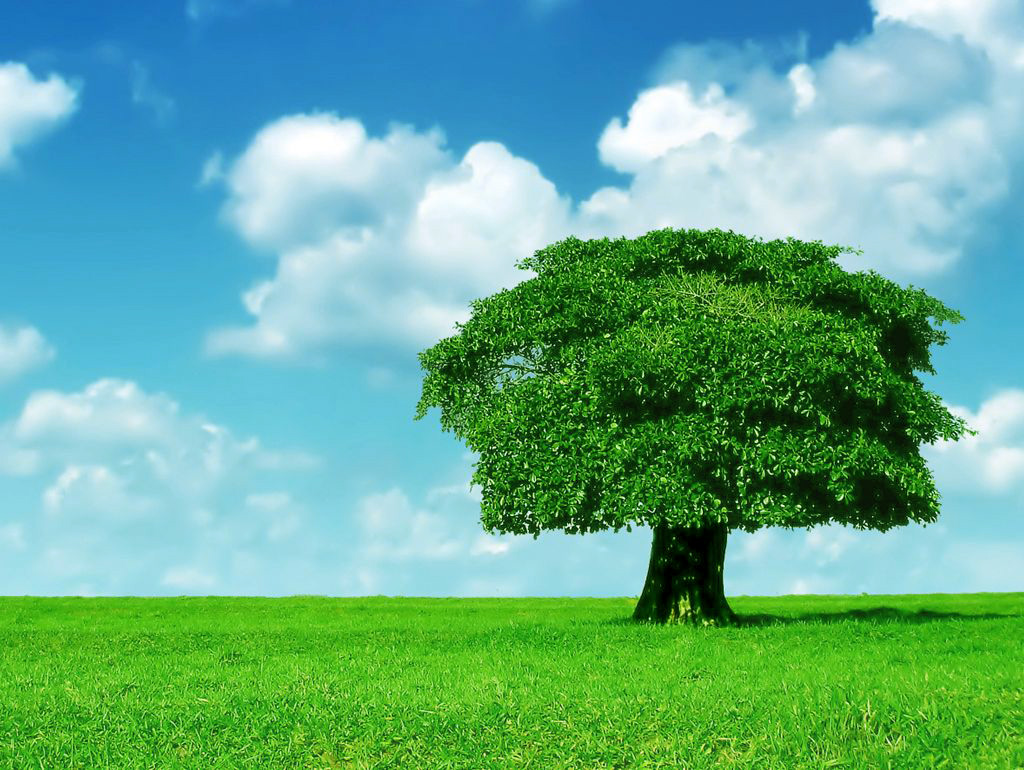 Top 41 Most Beautiful And Most Dashing GRASS Wallpapers In HD