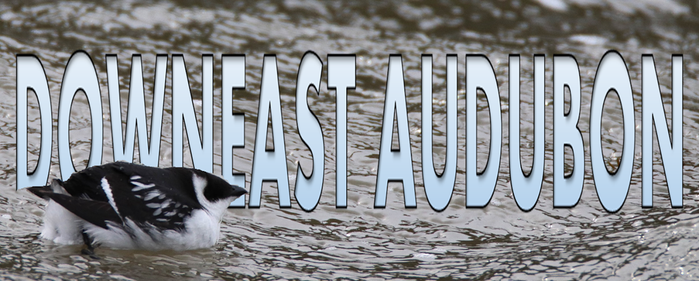 Downeast Audubon Programs & Events