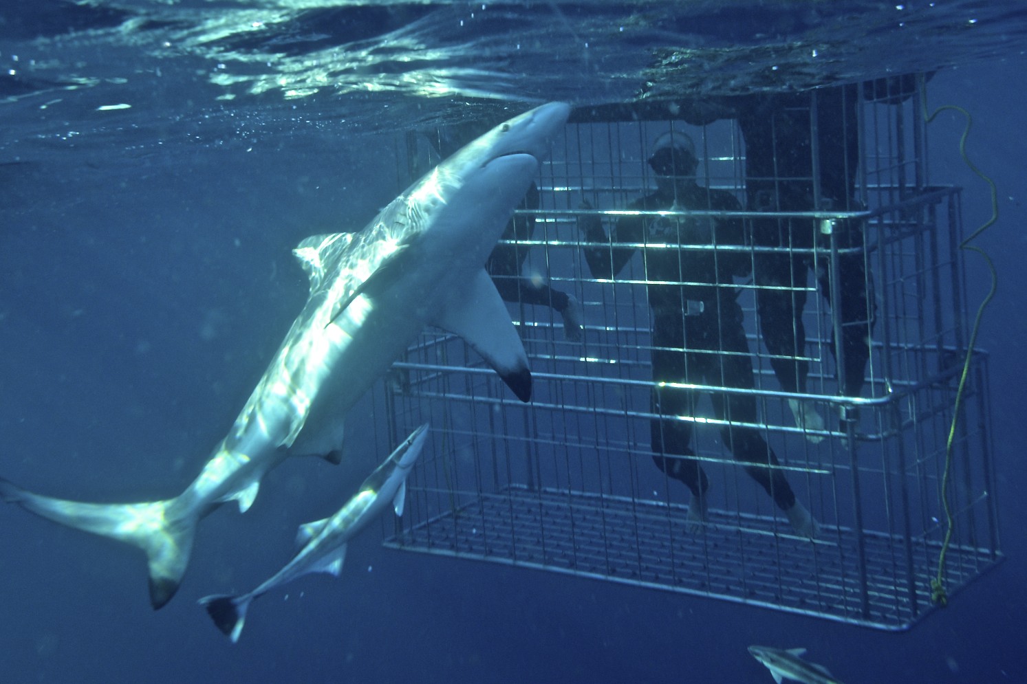 SHARK CAGE DIVING KZN IN DURBAN New Concertina Stainless Steel Cage