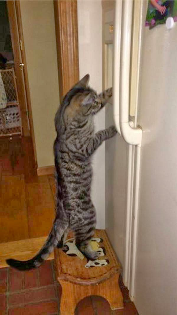 Funny cats - part 95 (40 pics + 10 gifs), cat pictures, cat tries to open refrigerator