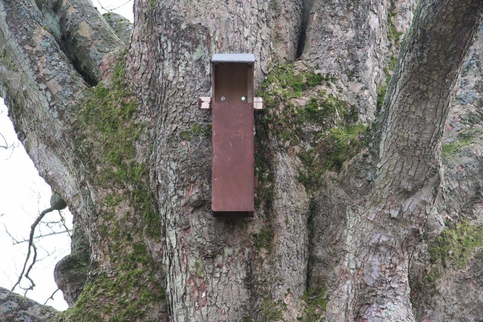 Bisham Barn Owl Group Owl boxes for Hughenden Park