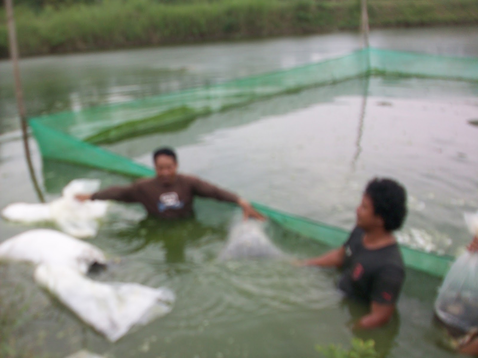 CARA MEMACU BUDIDAYA IKAN BANDENG AGAR CEPAT BESAR MEDIA