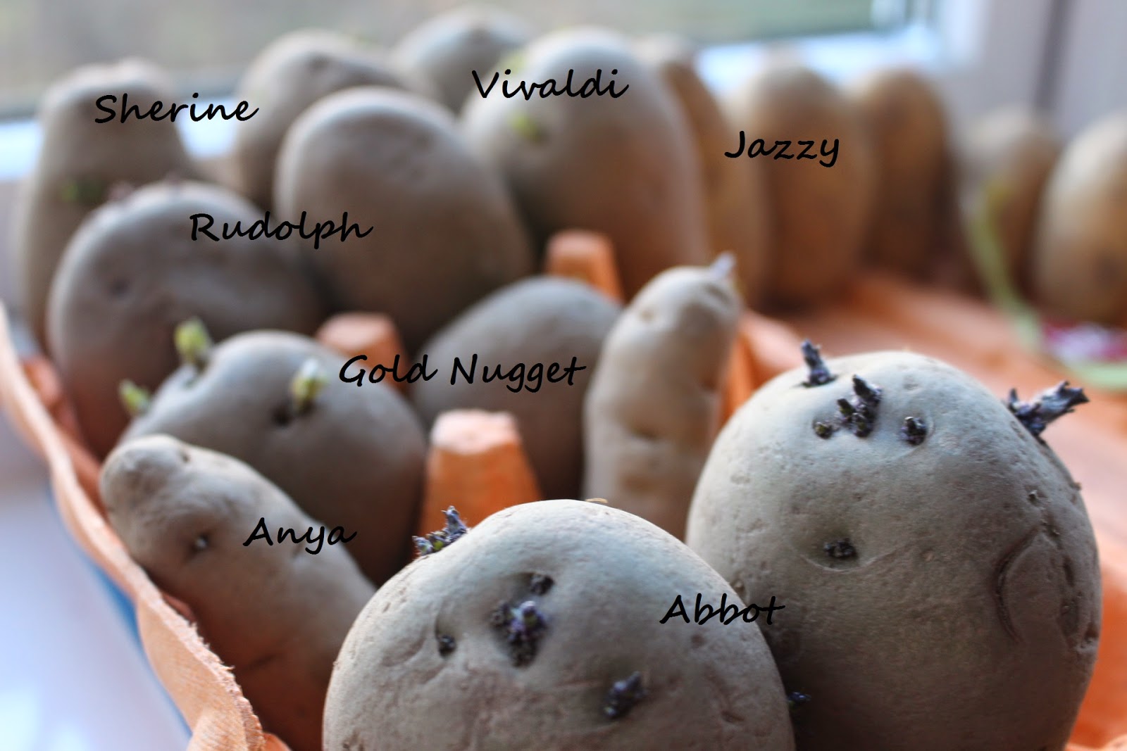 Spuds I Like - with names Spuds chitting on my windowsill - with their names added for identification
