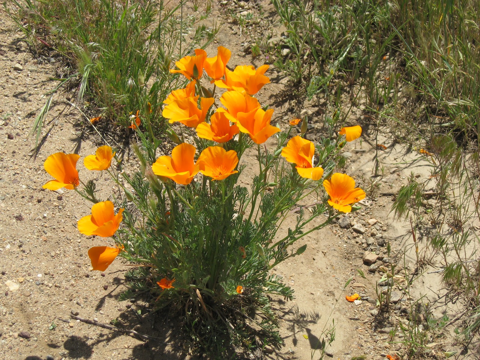 Desert Canyon Living California Poppies
