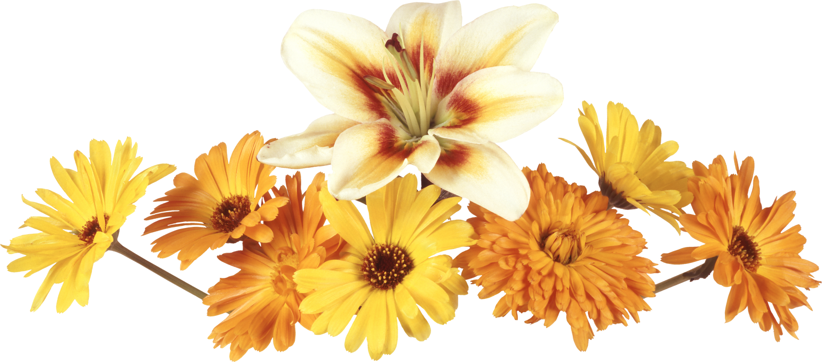 Resultado de imagen para flores png