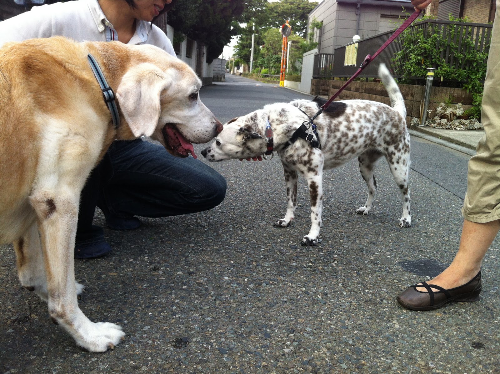 犬と星見る オーディンとブチのおんなのこ 12 6 17