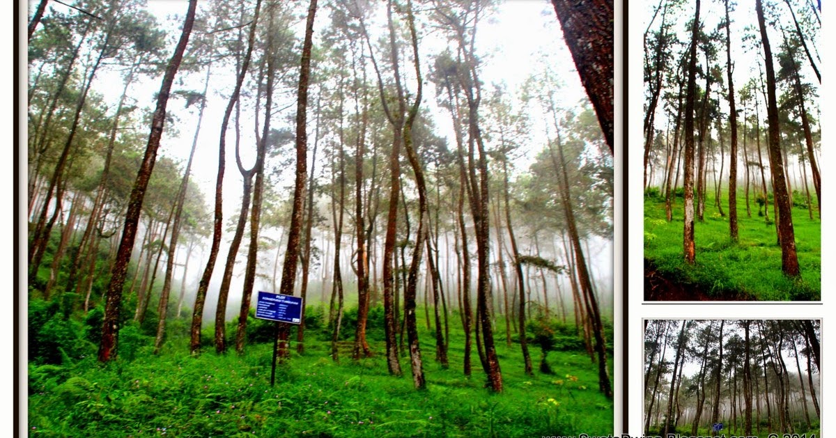 Sekar Rinonce: Taman Hutan Raya K.G.P.A.A Mangkunagoro I ...