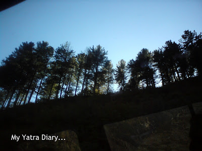 Huge pine trees in the Garhwal Himalayas in Uttarakhand