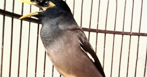 Cara Membedakan Jenis Kelamin Jalak Nias Jantan Dan Betina