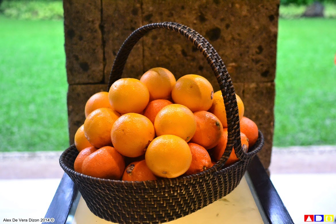 lafanggero Australian Oranges in Philippines Soil