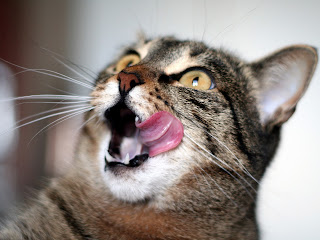 awesome wallpapers hd about pretty animals comedy awesome wallpapers hd about pretty animals comedy