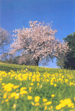 Amendoeira em Flor