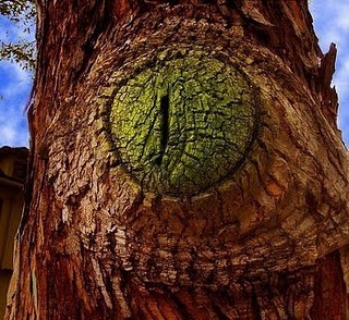 Foto Pohon Paling Aneh dan Unik 