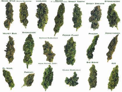 Weed Is Good