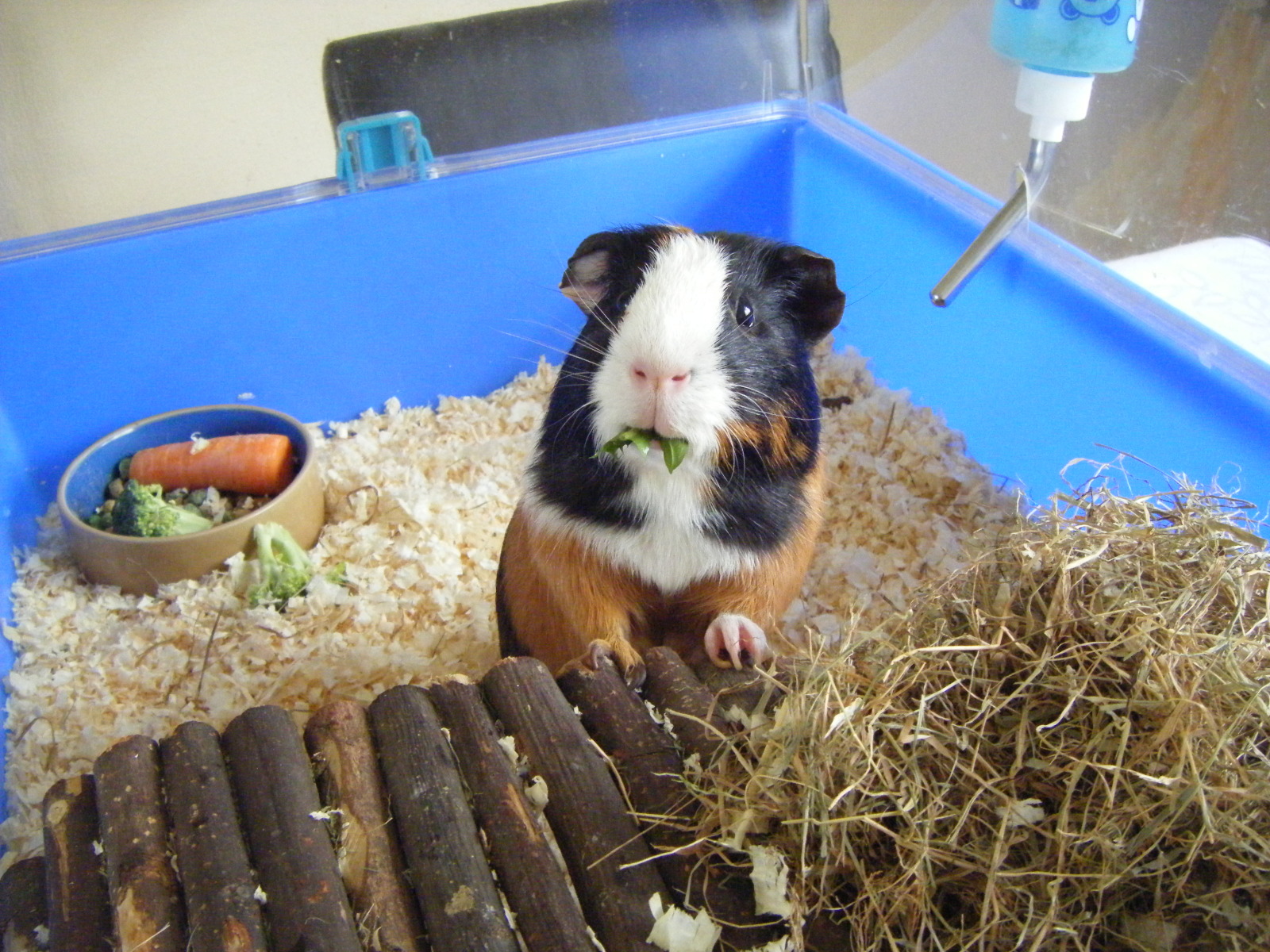 The Guinea Pig Daily June 2011