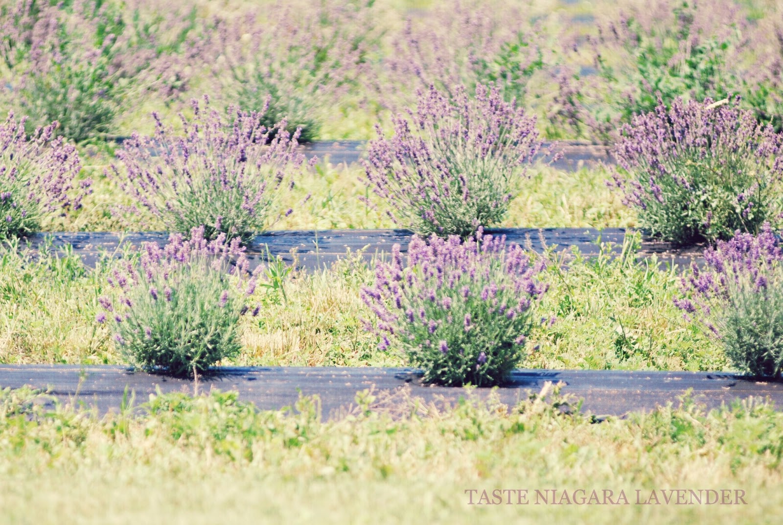 Sylvia's Simple Life It Smells Like Lavender