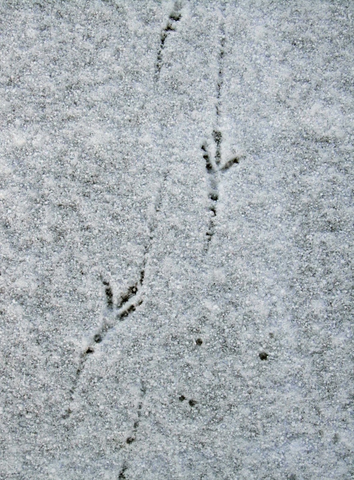 bird's steps in the snow