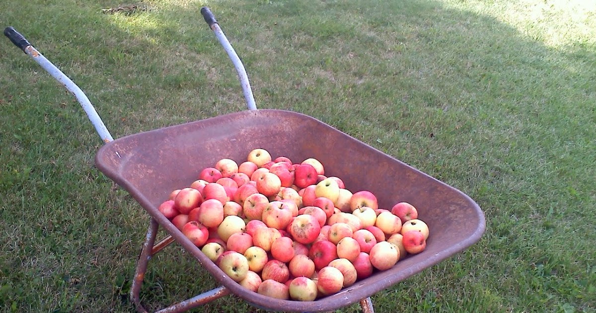 One Hundred Days of Giving A Bushel of Apples