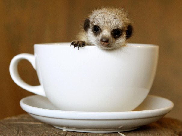 Hedgehog Drinking Coffee Hedgehog Drinking Coffee