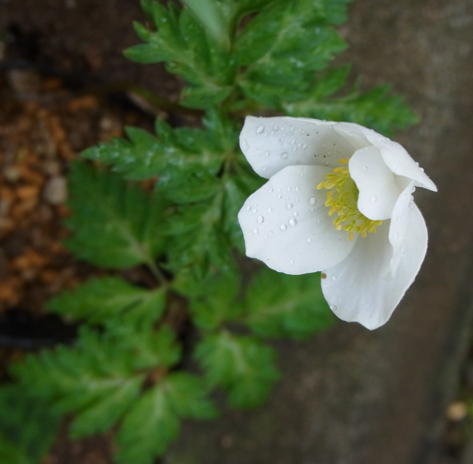 Anemone nikoensis Maxim.