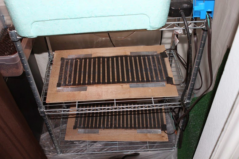 RAWRchelle's Insect Breeding Guides Dubia Roach Care and Breeding