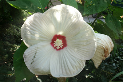 Hibiscus moscheutos "Luna White" by garden muses: a Toronto gardening blog 