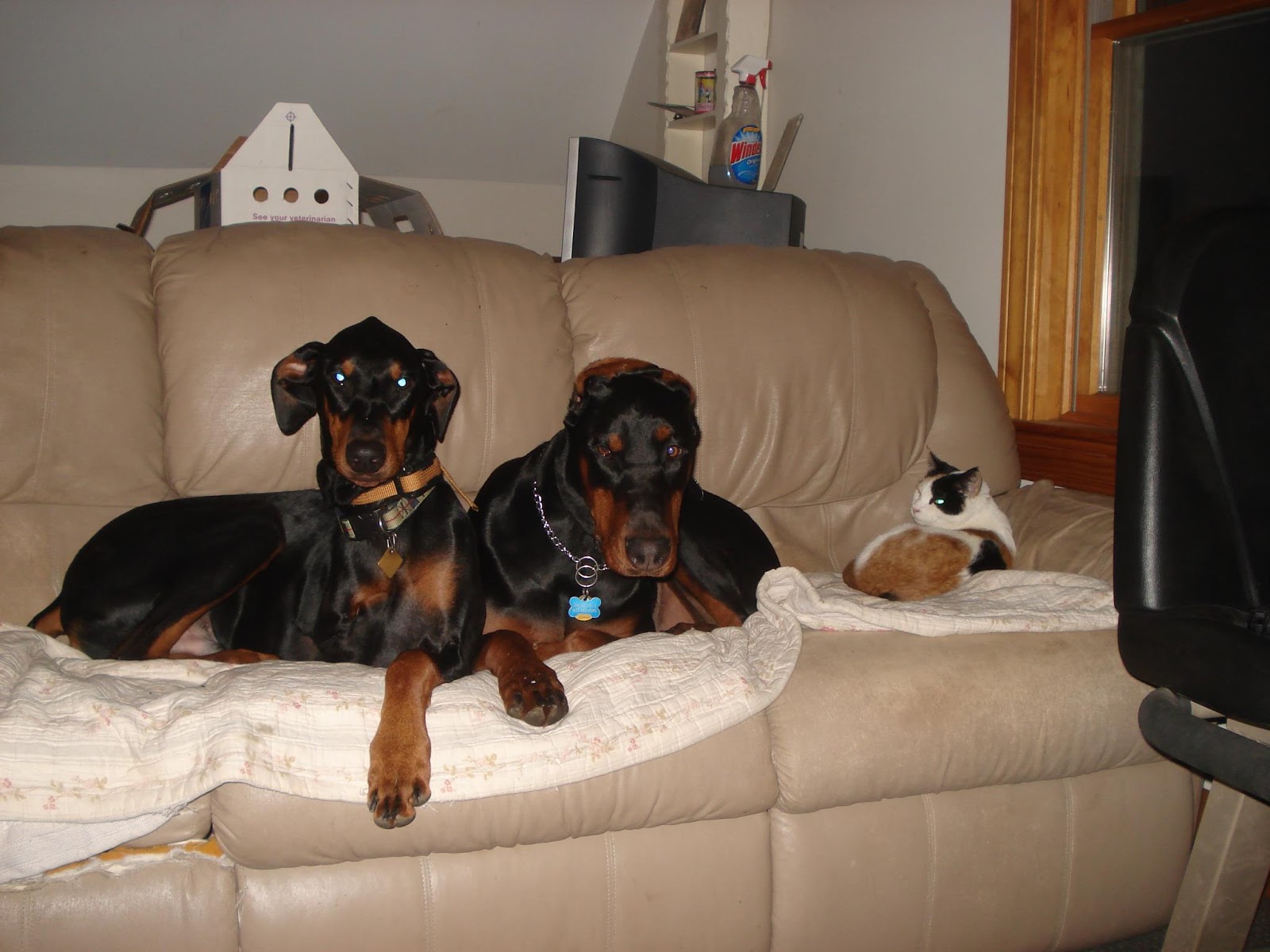 MAINE DOG TRAINER SERVICING DOG TRAINING NEEDS OF MAINE AND BEYOND Dog