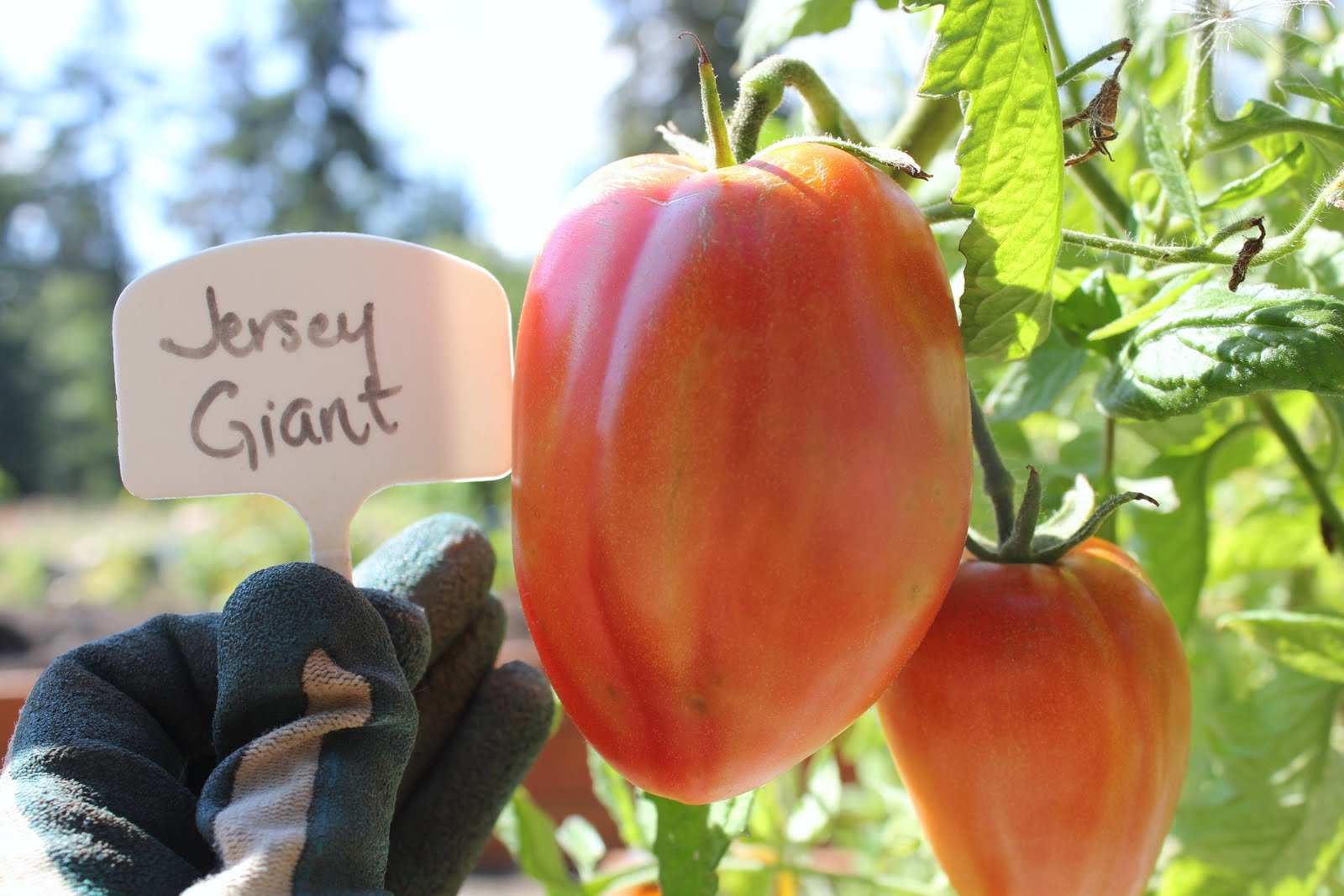 The Nitty Gritty Potager September 2011