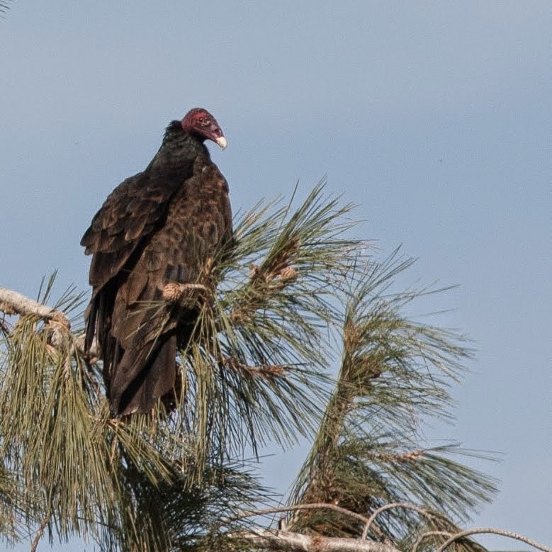 Turkey Vulture