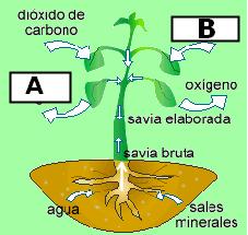 La fotosintesis N3