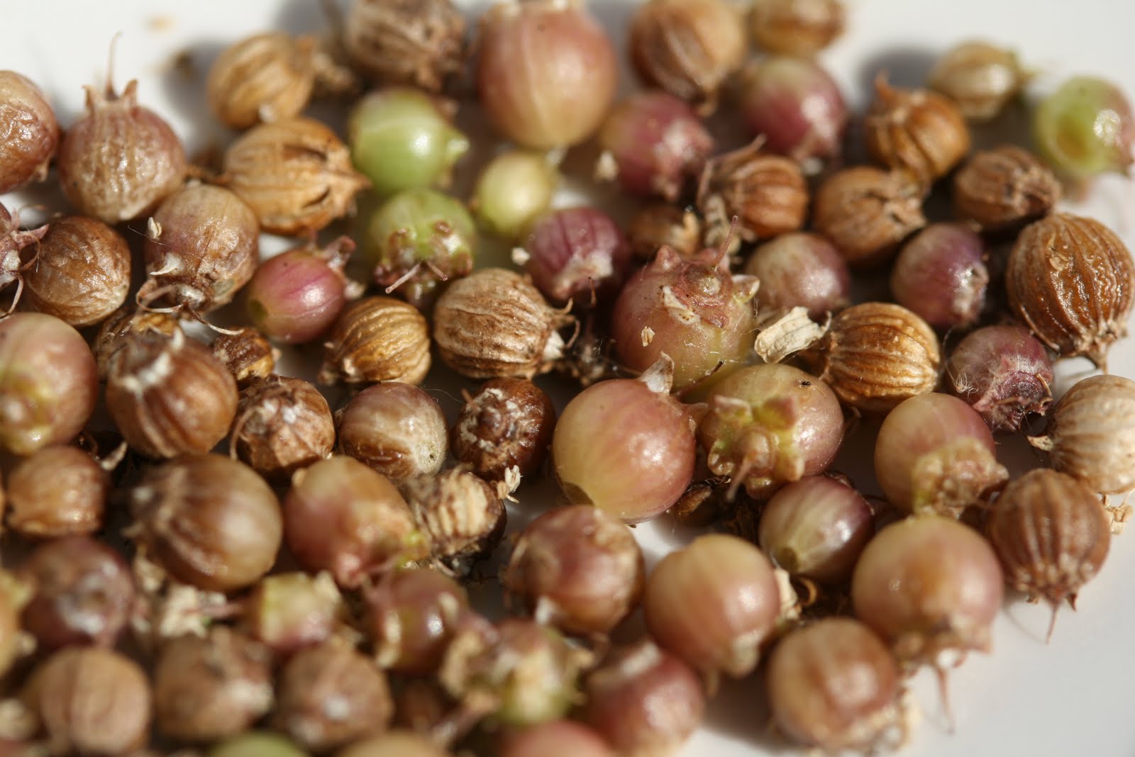 Tasty Travels... food talks, I listen Drying Coriander
