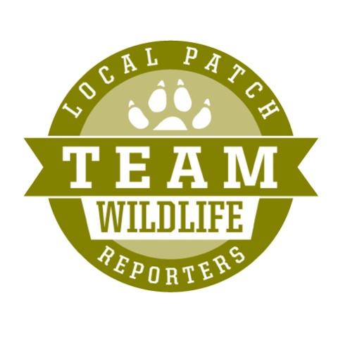 Local Patch Reporter