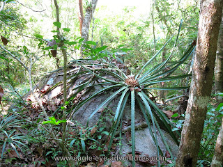 Bromelia karatas fruit