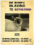 Nuestro gato