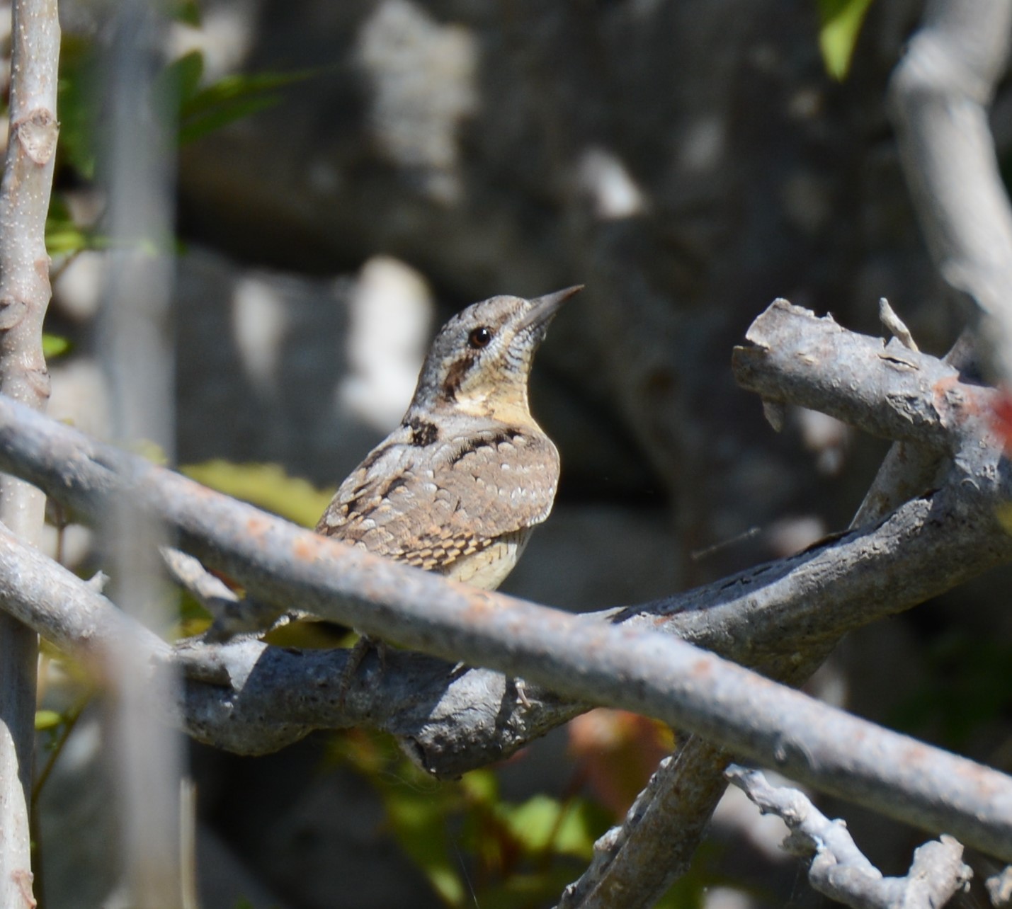 Woodpeckers Of Europe: Europe's only truly migratory woodpecker