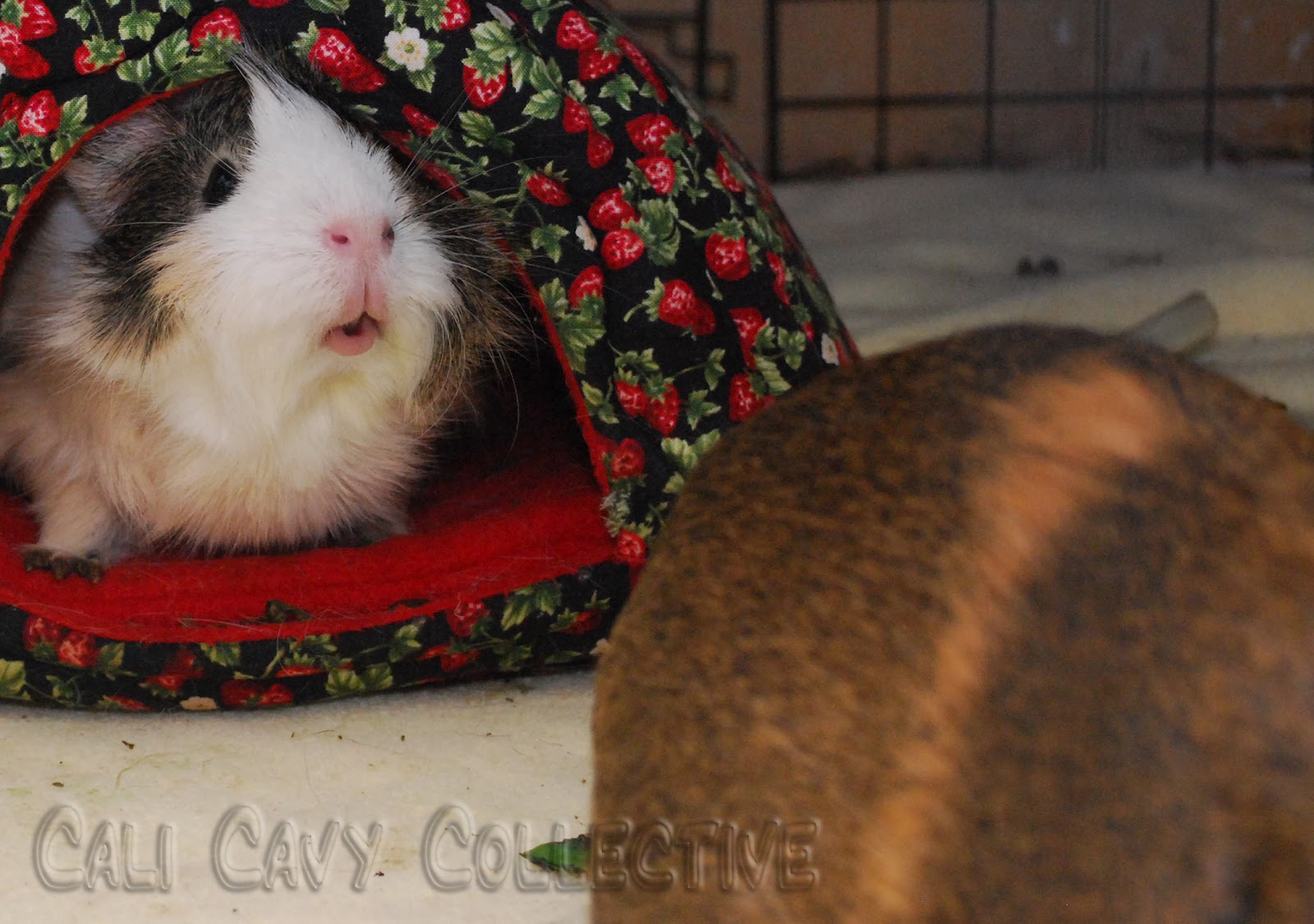 Cali Cavy Collective a blog about all things guinea pig Smiling piggy