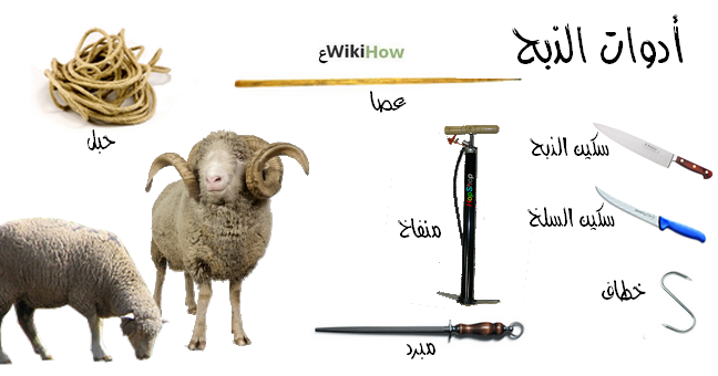 طريقة الذبح الصحيحة بالصور