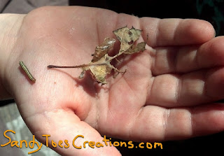 child's hand with catepillar and cucoon Sandy Toes Creations- A Different Education