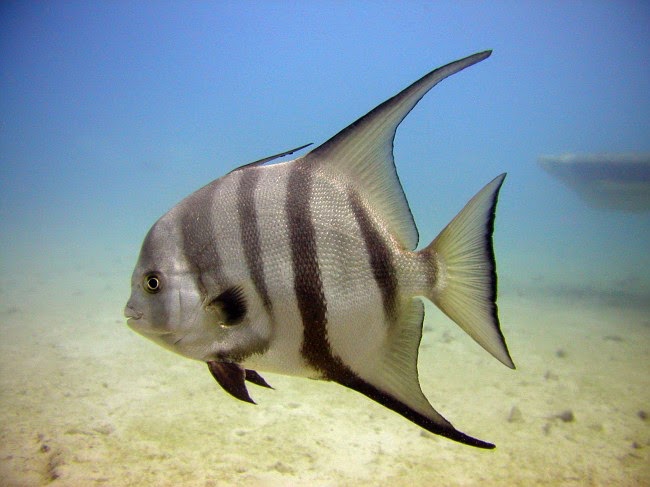 Pacific Spadefish (Chaetodipterus Zonatus)