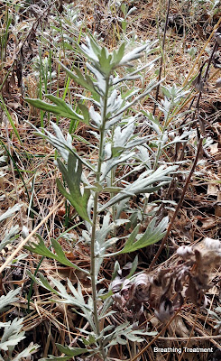 Mugwort (Artemisia douglasiana, California Mugwort, Douglas' sagewort)